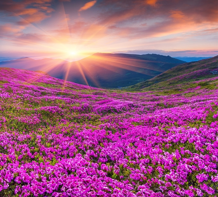 3D Фотообои Фотошторы «Рассвет на цветочной поляне»