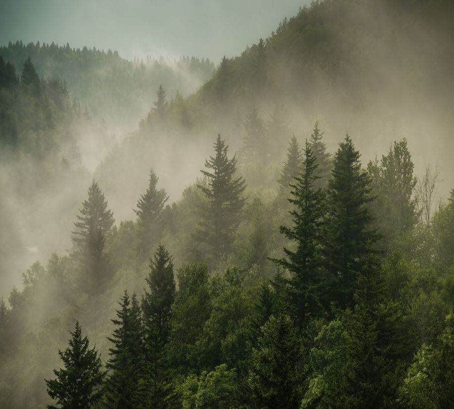 3D Фотообои Фотошторы «Туманный закат в лесу»