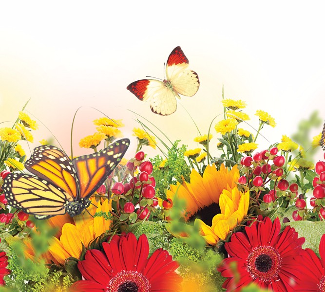 3D Фотообои Фотошторы «Бабочки над яркими цветами»