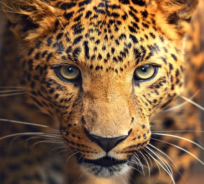Фотошторы «Леопард портрет» вид 1