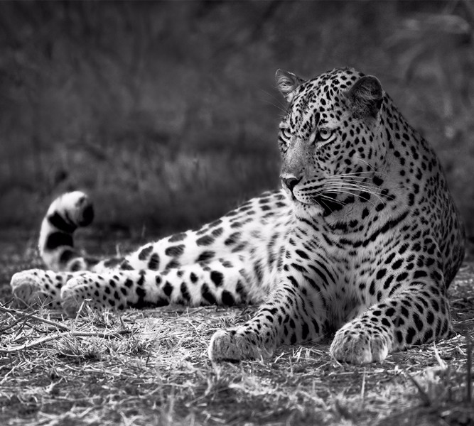 3D Фотообои Фотошторы «Черно белый леопард»