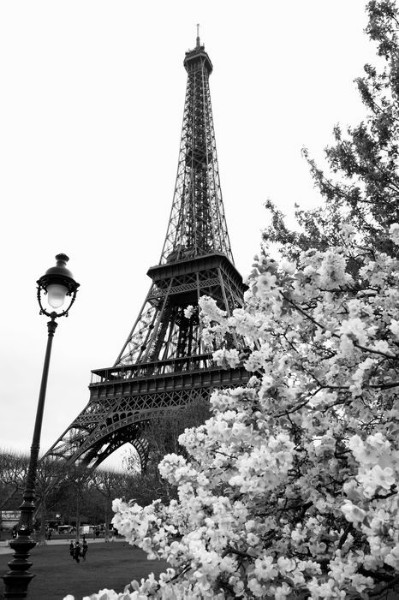 3D Фотообои 3D Фотообои «Цветущие деревья в Париже»