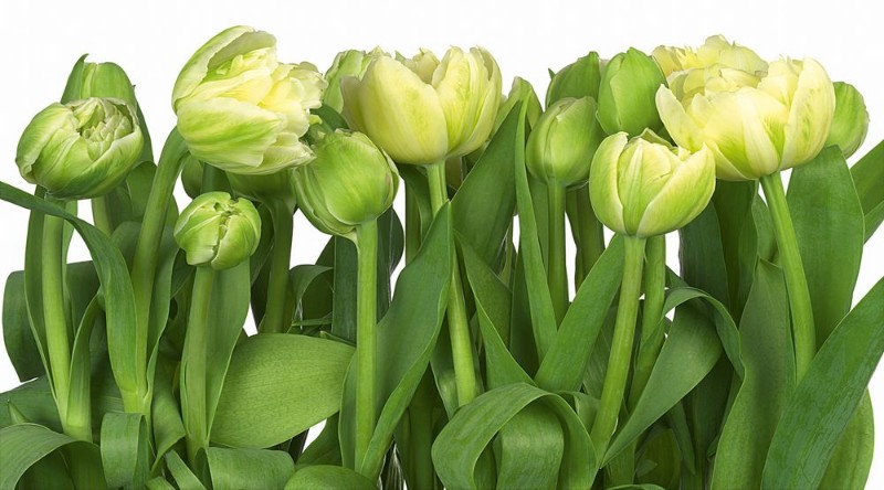 3D Фотообои «Салатовые тюльпаны» вид 1