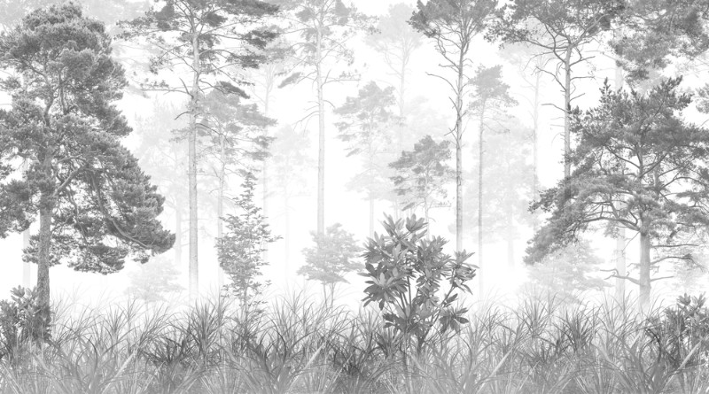 3D Фотообои 3D Фотообои «Черно-белый лес»