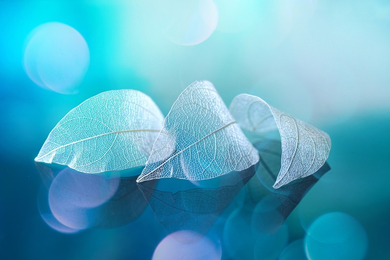 3D Фотообои 3D Фотообои «Структурные листья в синих оттенках»