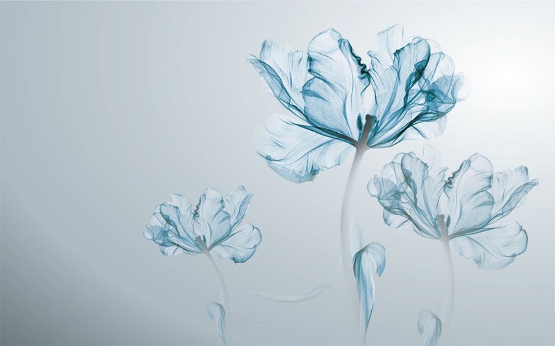 3D Фотообои 3D Фотообои «Облачные тюльпаны»