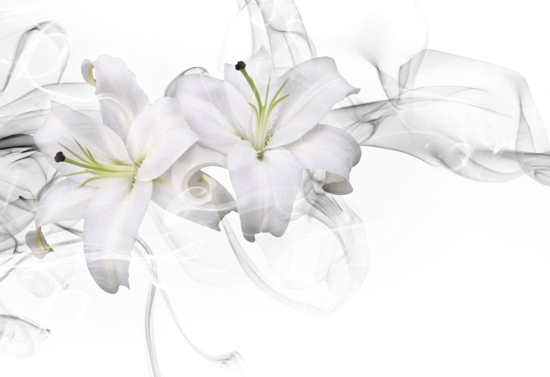3D Фотообои 3D Фотообои «Пара белых лилий в дымке»