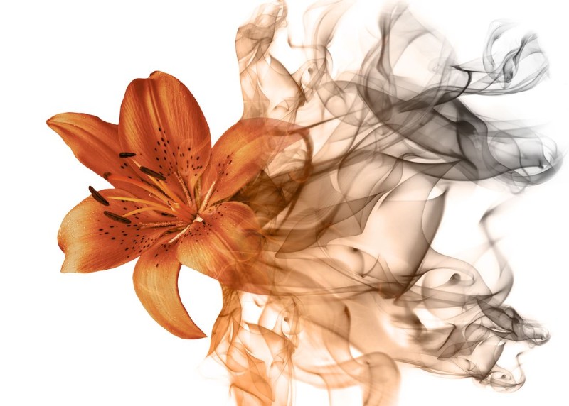 3D Фотообои 3D Фотообои «Огненная лилия»