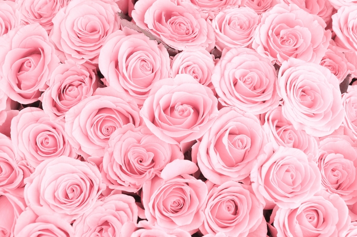 3D Фотообои 3D Фотообои «Ковер из нежно-розовых роз»