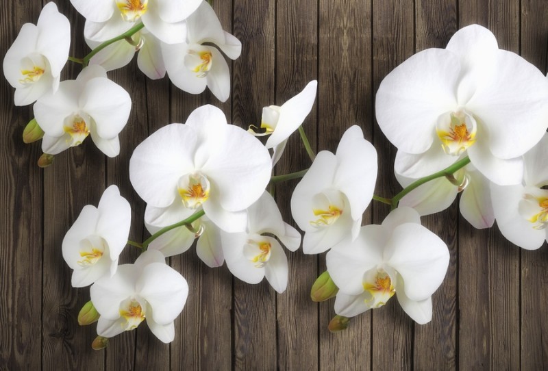 3D Фотообои 3D Фотообои  «Роскошная орхидея»