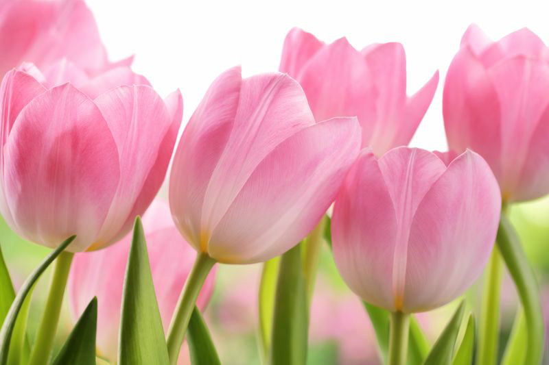 3D Фотообои 3D Фотообои «Крупные розовые тюльпаны»