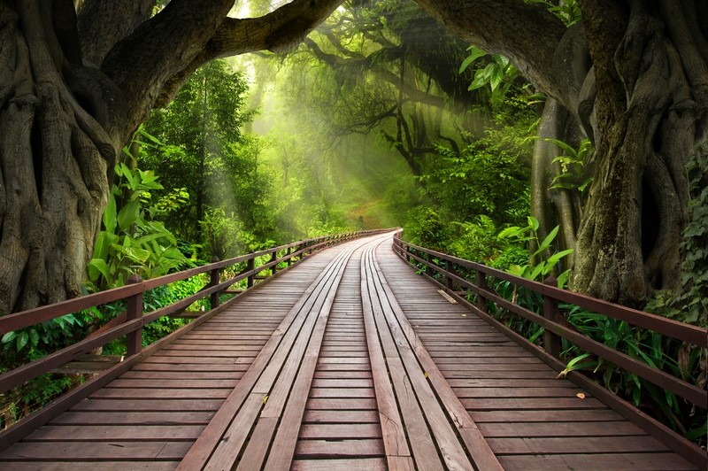 3D Фотообои «Мост в тропическом лесу» вид 1