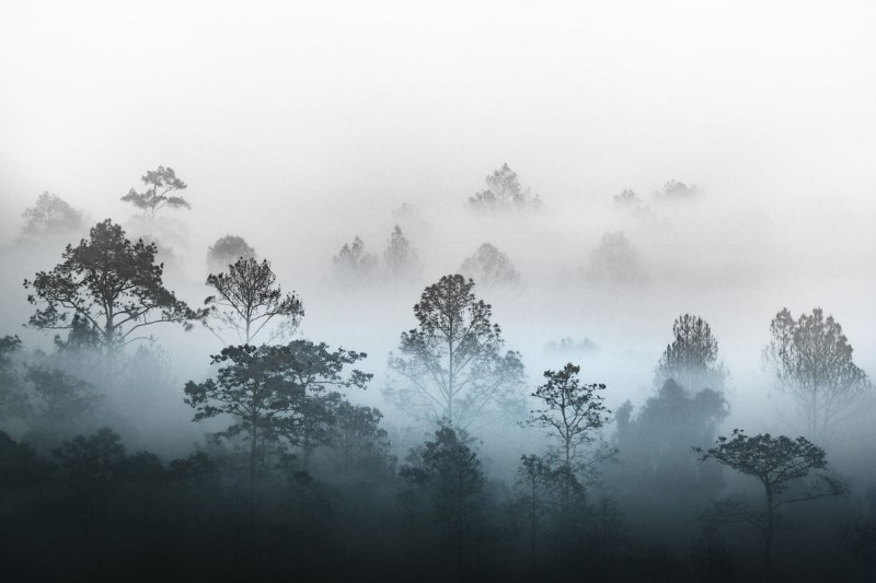 3D Фотообои 3D Фотообои «Вершины деревьев сквозь туман»
