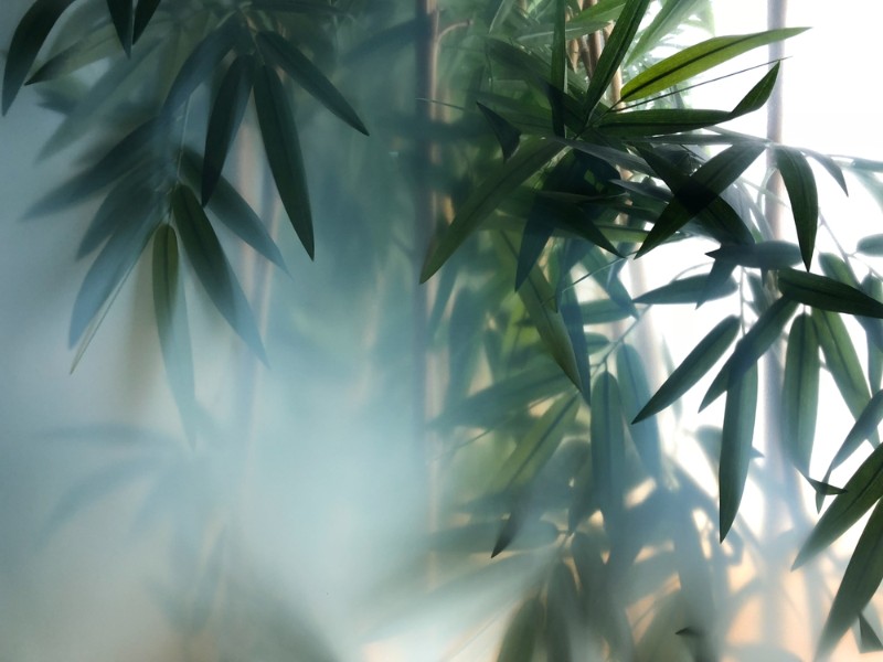 3D Фотообои 3D Фотообои «Бамбук в туманной дымке»