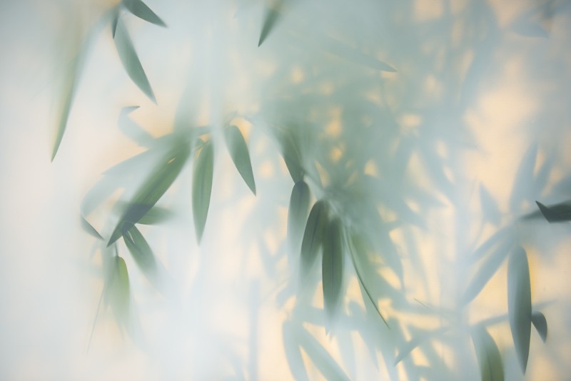 3D Фотообои 3D Фотообои «Листья бамбука в плотном тумане»