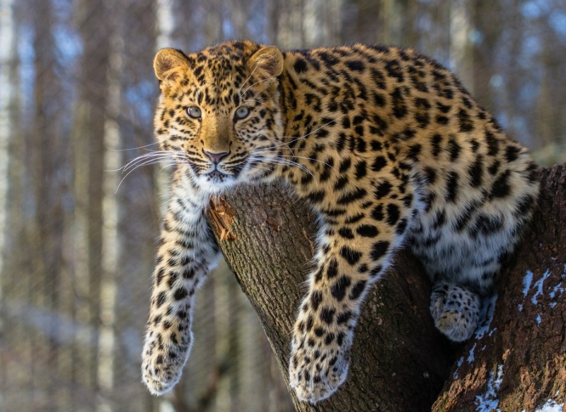 3D Фотообои 3D Фотообои «Амурский леопард»