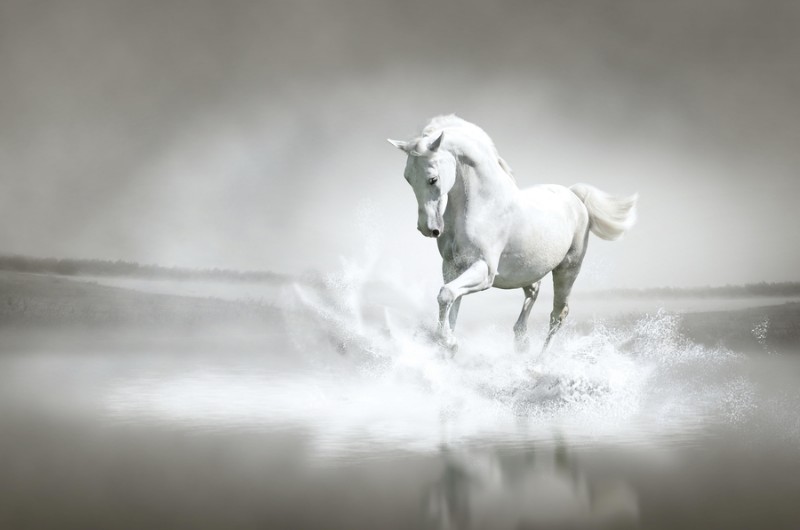 3D Фотообои «Белый конь бегущий по воде» вид 1