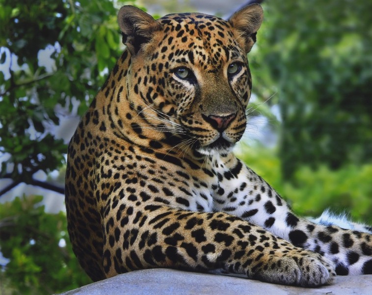 3D Фотообои 3D Фотообои «Отдыхающий леопард»