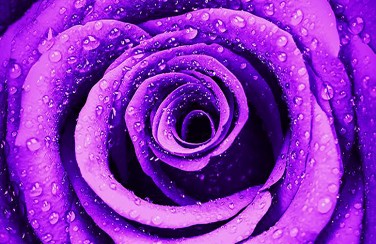 3D Ковер «Фиолетовая роза с каплями»