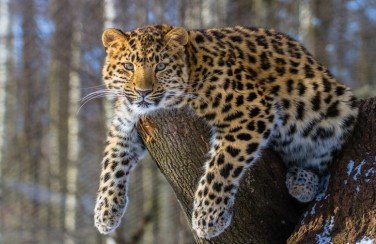 3D Ковер «Амурский леопард»