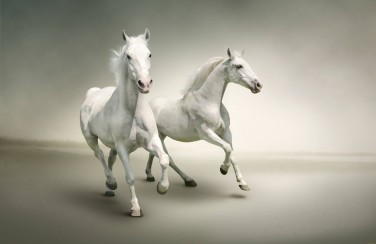 3D Ковер «Белые лошади на сером фоне»