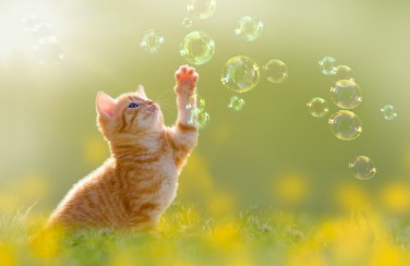 3D Ковер «Рыжий кот с мыльными пузырями»