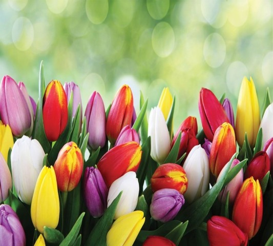 Дорожка на стол с рисунком «Разноцветные тюльпаны» вид 1