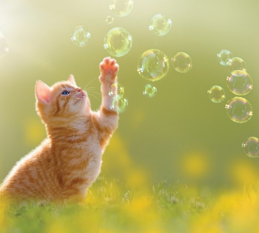 Дорожка-скатерть «Рыжий кот с мыльными пузырями» вид 1