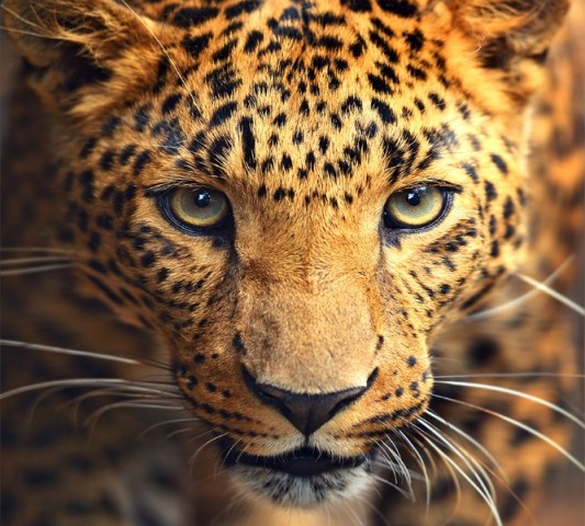 Настольный коврик «Леопард портрет» вид 1