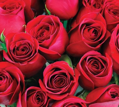 Фотошторы «Нежные бордовые розы»