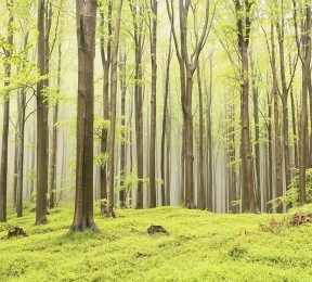 Фотошторы «Зеленый лес»