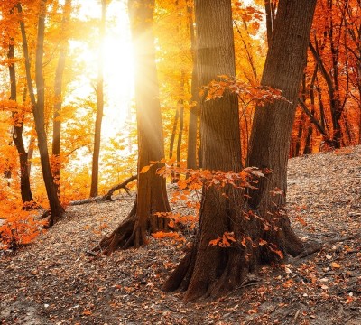 Фотошторы «Осенний лес»