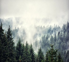 Фотошторы «Винтажное фото с туманным лесом»