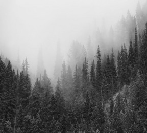 Фотошторы «Черно-белый лес в тумане»