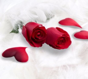 Фотошторы &quotКрасные розы в перьях"