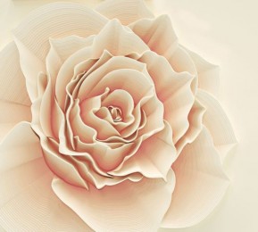 Фотошторы «Изысканная роза»