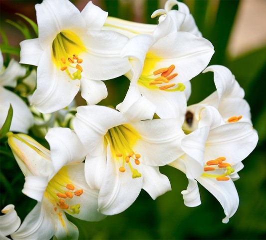 Мягкий плед «Белые лилии» вид 2