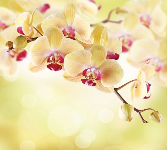 Мягкий плед «Желтая орхидея» вид 2