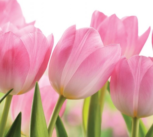 Трикотажный плед «Крупные розовые тюльпаны» вид 2