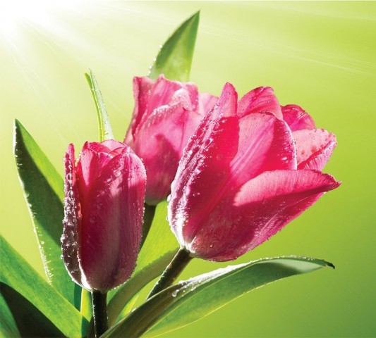 3D плед «Тюльпаны на зеленом фоне» вид 2