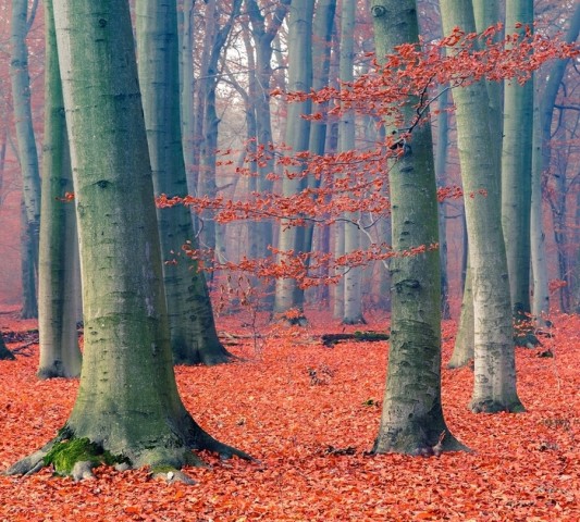 Плед велсофт «Деревья в осеннем лесу» вид 2