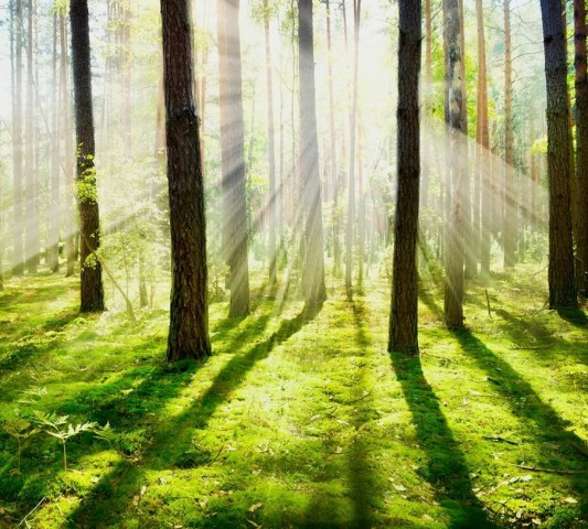 Мягкий плед «Солнечный лес» вид 2