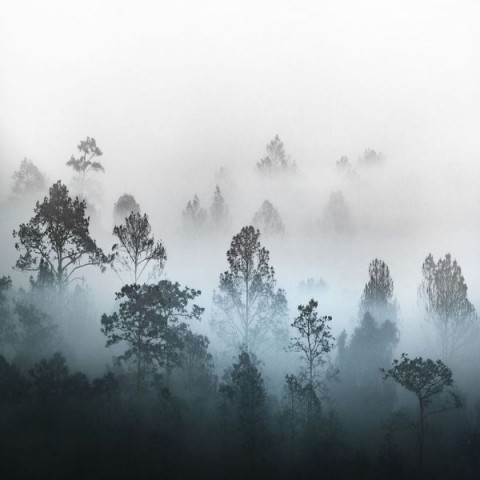 3D Плед «Вершины деревьев сквозь туман» вид 2