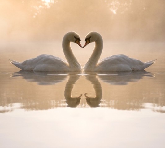 Тёплый плед «Влюбленные лебеди» вид 2