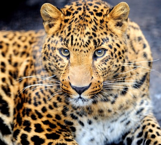 Тёплый плед «Красивый леопард»