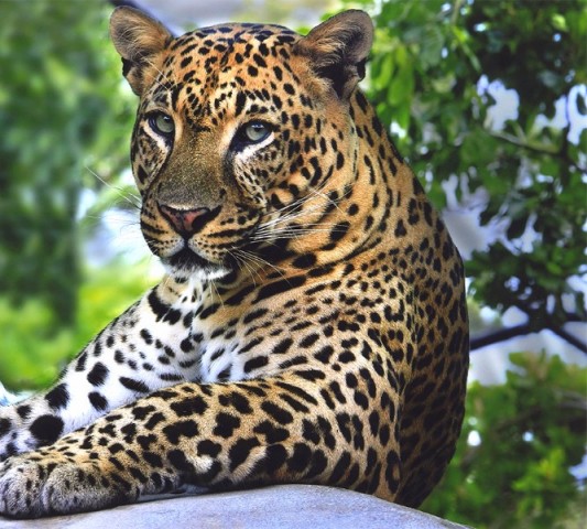 Плед велсофт «Отдыхающий леопард» вид 2