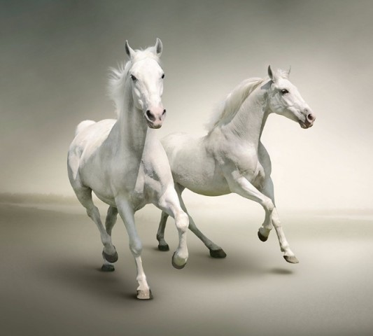 Плед велсофт «Белые лошади на сером фоне» вид 2