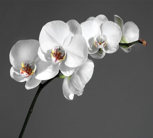 Интерьерная круглая подушка «Белая орхидея на сером фоне» вид 3