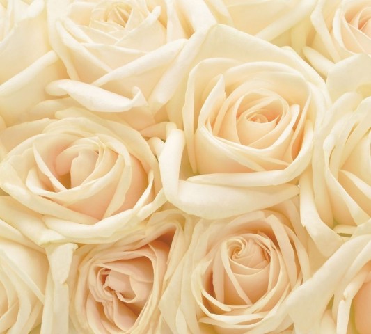 Интерьерная подушка «Ковер из бежевых роз» вид 3