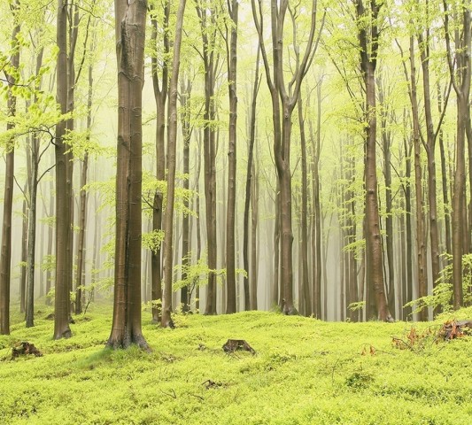 Декоративная вытянутая подушка «Зеленый лес» вид 3